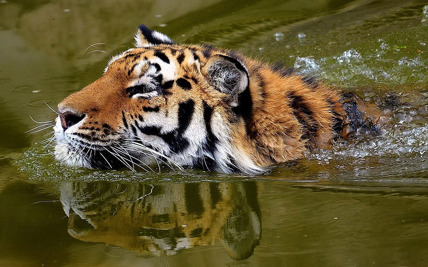 Animals, Water, Muzzle, Tiger, To Swim, Swim HD wallpaper