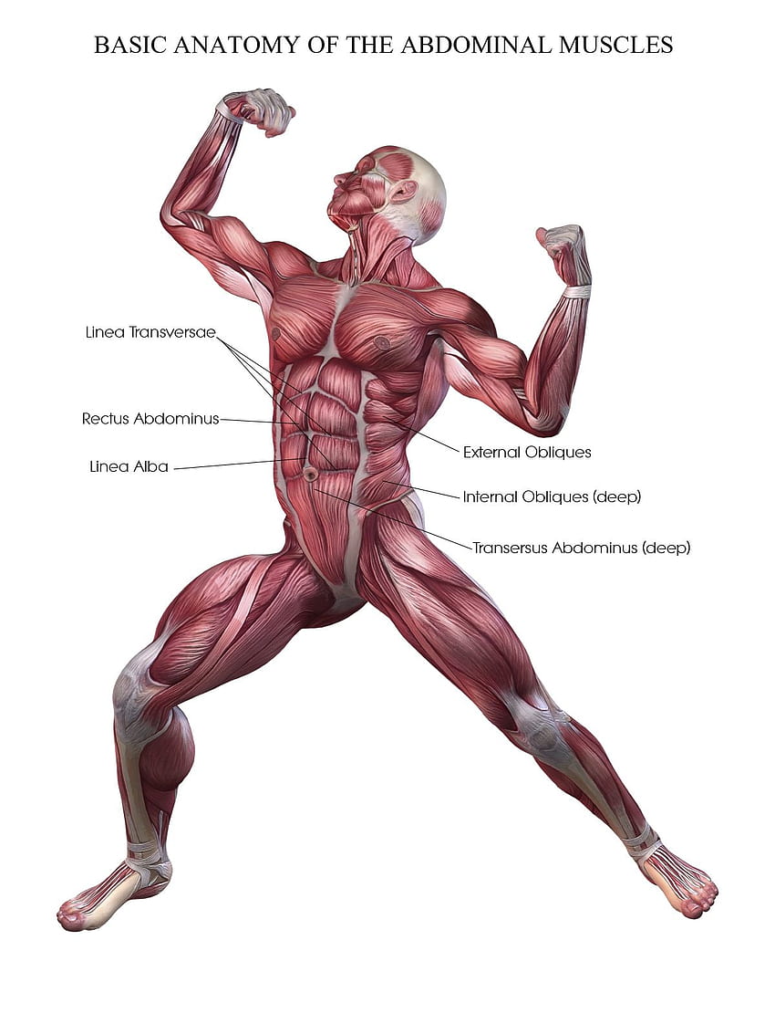 Fitness Blog. Health tips. Fitness or Health Guide. Bodybuilders, Anatomy Muscle HD phone wallpaper