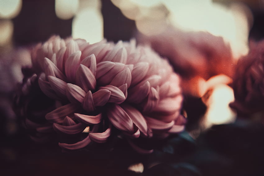 Blumen, Pfingstrosen, Blütenblätter, Unschärfe, glatt HD-Hintergrundbild