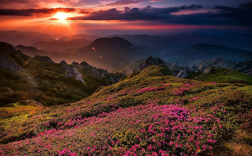coucher de soleil, fleurs, belle, montagnes, ciel, fleurs sauvages, herbe, nuages, vallée Fond d'écran HD