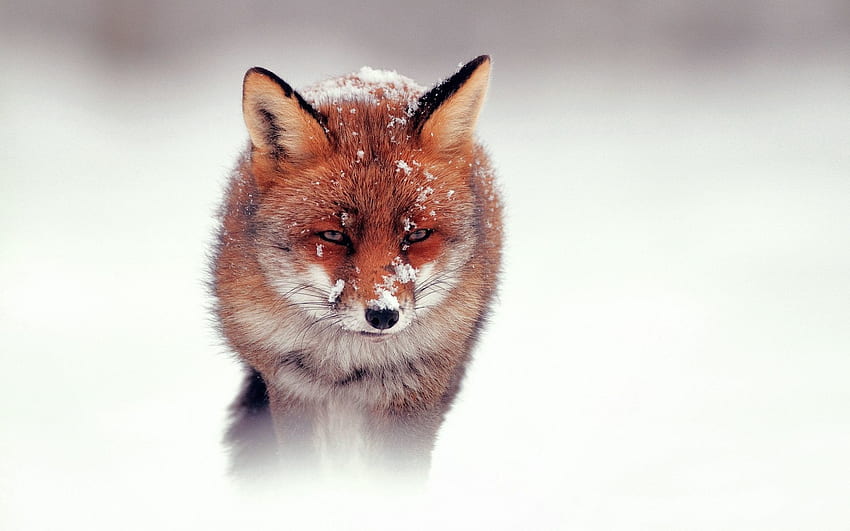 Tiere, Schnee, Fuchs, Spaziergang, Jagen, Jagen, Wind HD-Hintergrundbild