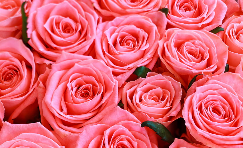 Świeże różowe róże, kwiaty Tapeta HD