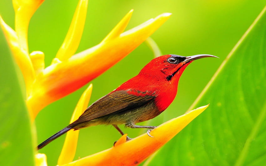 Red bird, yellow flower, red feathers, green, long beak, brown feathers HD wallpaper