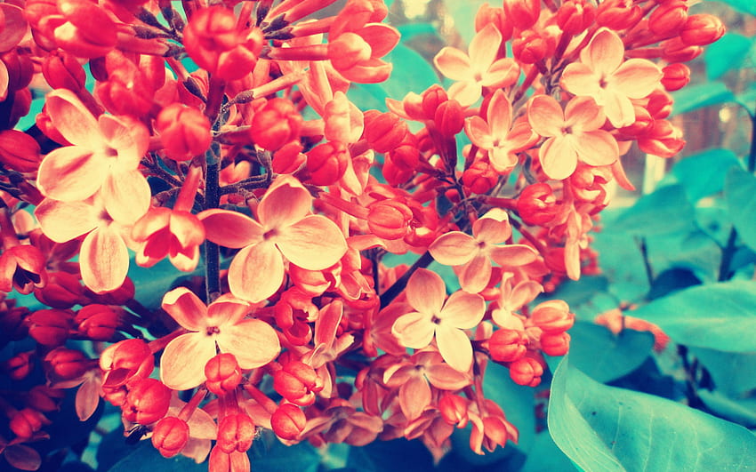 Flowers, Lilac, Macro, Branch HD wallpaper
