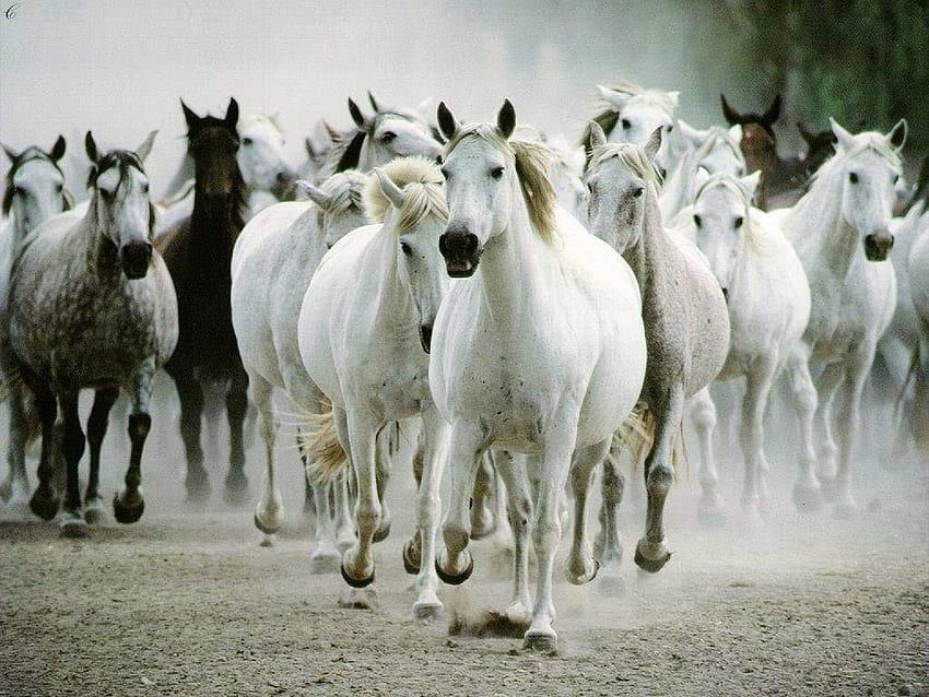Running Horses, Seven Horses HD wallpaper | Pxfuel