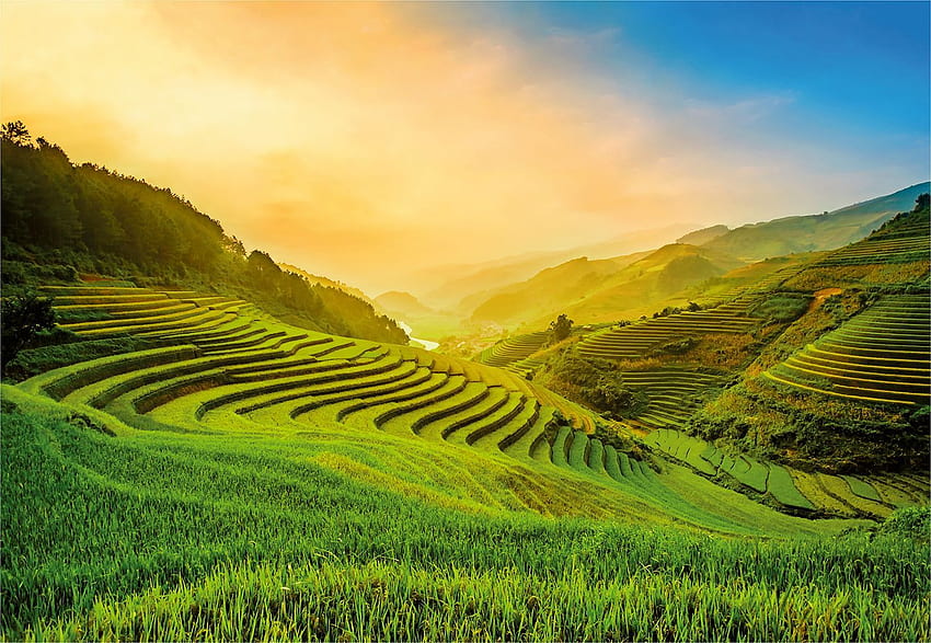 Терасирано оризово поле във Виетнам HD тапет
