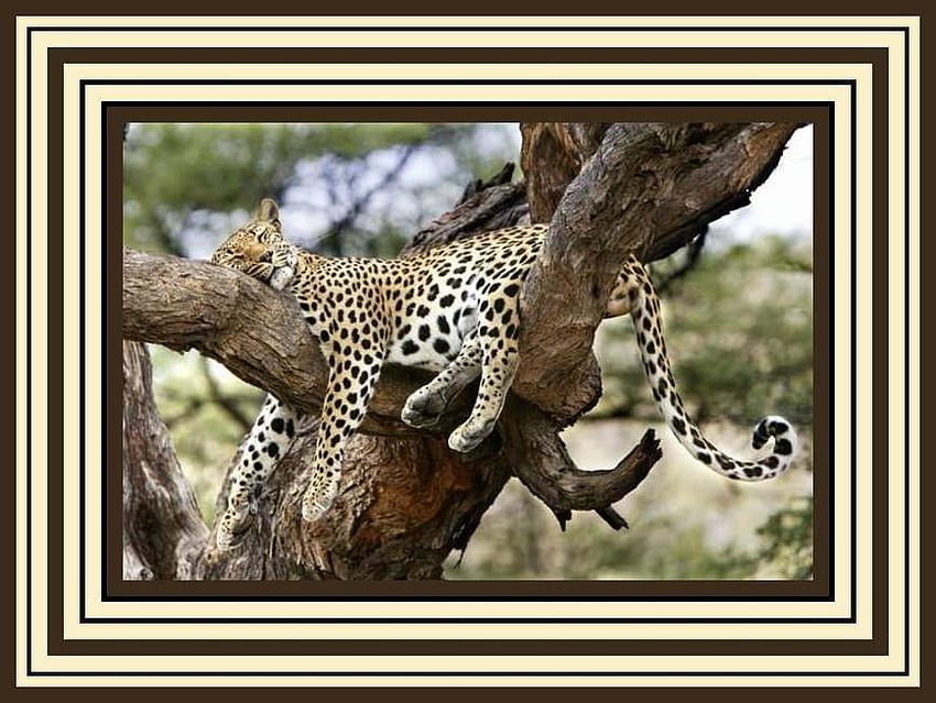 Wild and Lazy, animal, big wild cat, scenic, tree HD wallpaper
