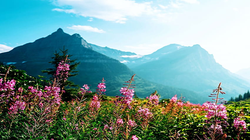 Flores silvestres en el Parque Nacional Glacier, Montana, flores, Estados Unidos, paisaje, cielo, montañas fondo de pantalla