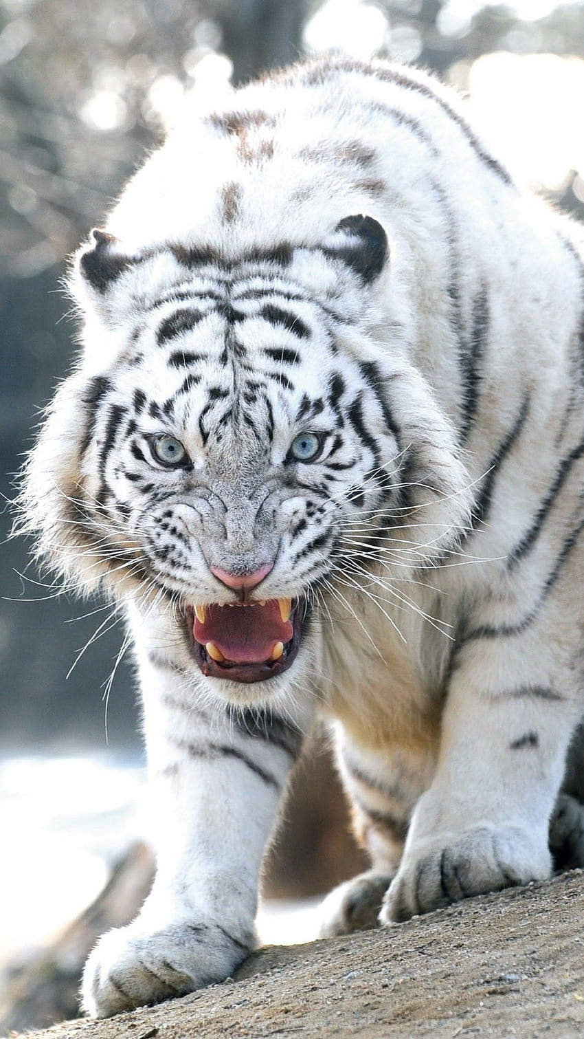 Weißer Tiger, bengalischer Tiger, maltesischer Tiger, wütender Tiger HD-Handy-Hintergrundbild