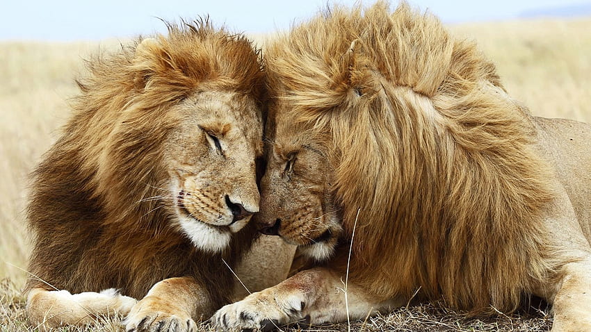 Animals, Cats, Couple, Pair, Lion, Rest, Relaxation, Mane HD wallpaper