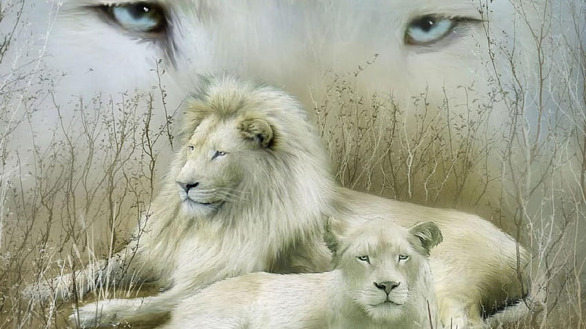 White Lions, grande gatto, occhi, erba, selvaggio, leoni, tema Firefox Persona Sfondo HD