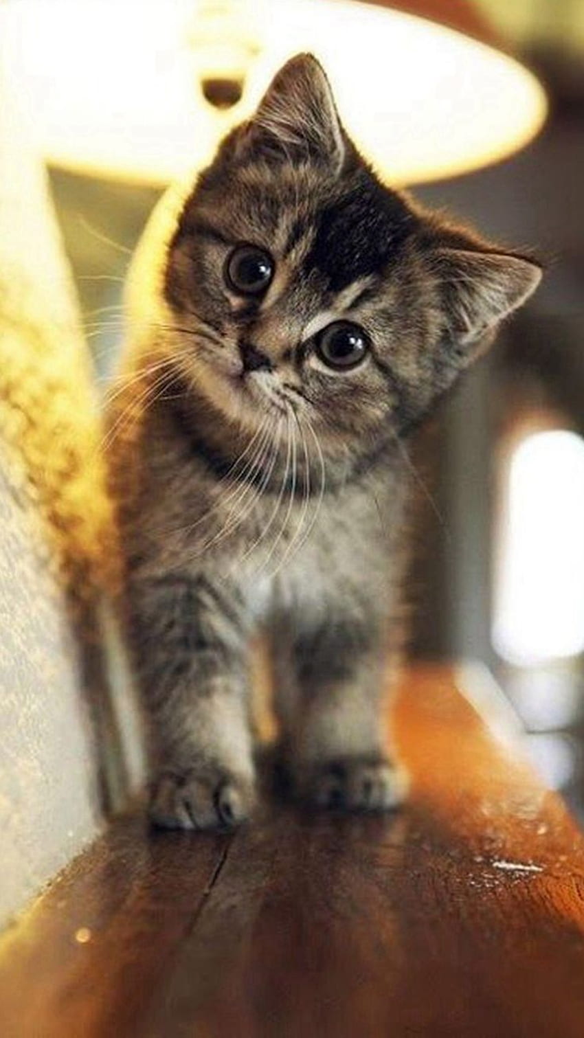 Nettes Katzen-iPhone. Animaux mignons, Bébés animaux mignons, Animaux adorables, Really Cute Cat HD-Handy-Hintergrundbild