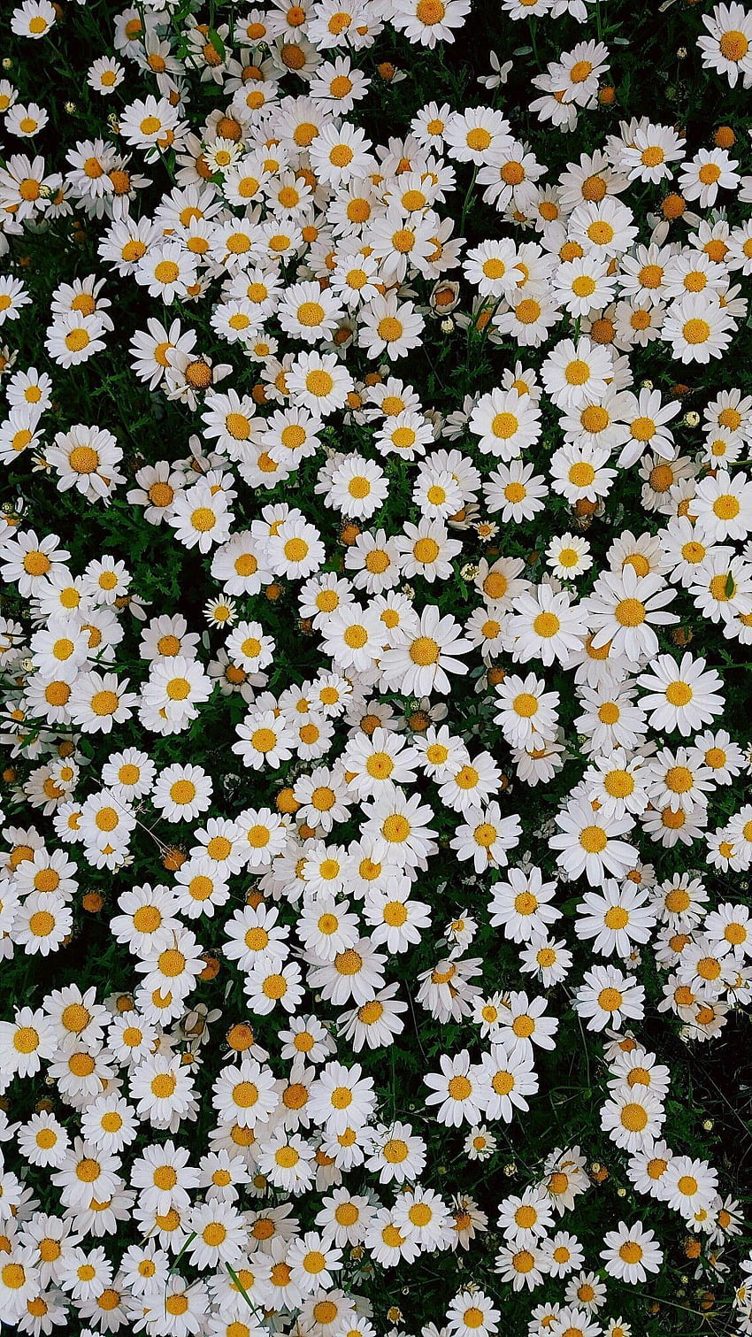 Beautiful daisies iPhone 1. Top Ideas To Try, Spring Daisy HD phone wallpaper