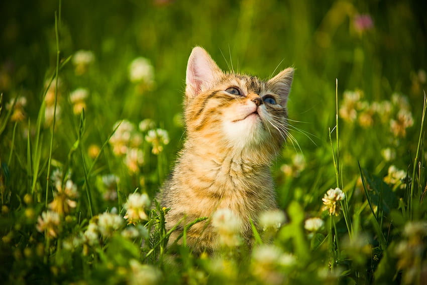 Lovely Cat, mirando, campo, lindo, gato, hermoso, flores, encantador fondo de pantalla