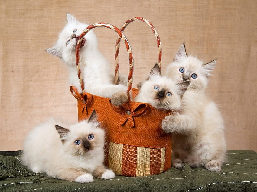 Kittens, pisica, sweet, animal, kitten, ragdoll, cute, cat HD wallpaper