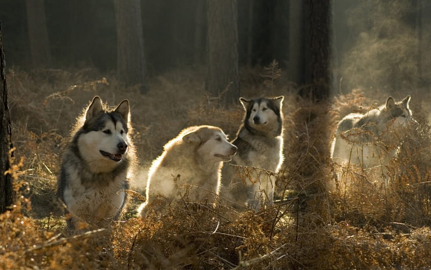 Huskies, husky, animais, cachorros, árvores, florestas, linda, natureza papel de parede HD