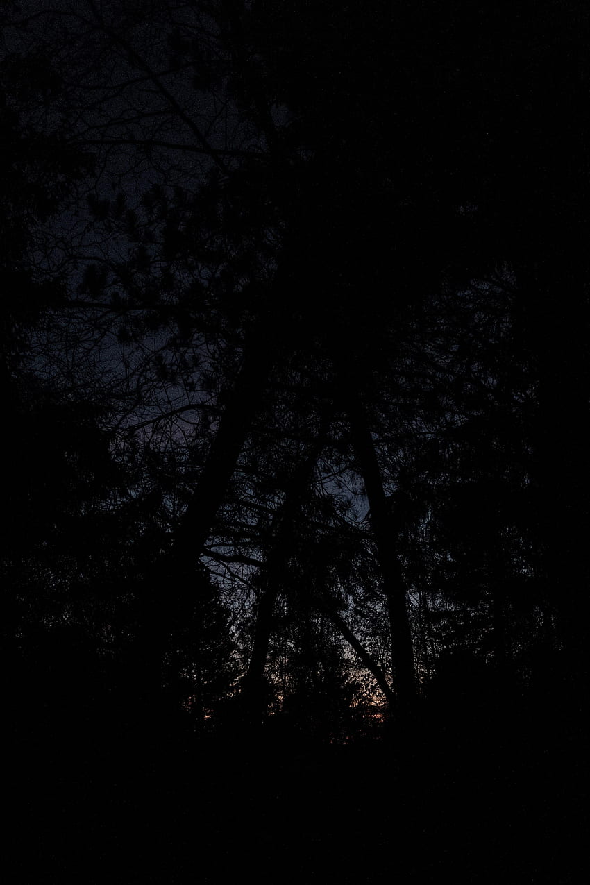 Trees, Night, Dark, Branches, Gloomy HD phone wallpaper
