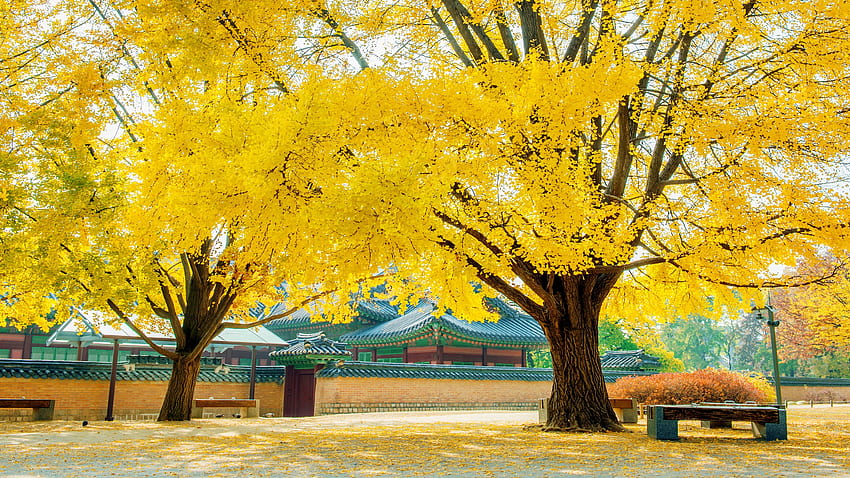 Otoño en el Palacio Gyeongbokgung, Corea, hojas, otoño, árboles, Corea del Sur fondo de pantalla