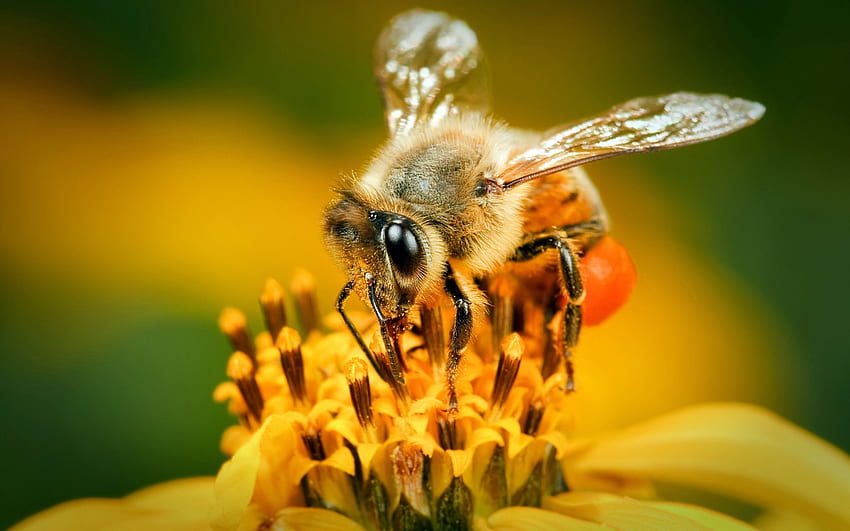Bal arısı . 2019'da arılar. Arı, çiçekteki arı HD duvar kağıdı