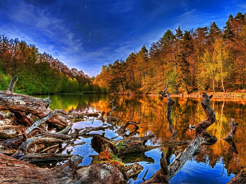 Autumn Lake, awesome, colors, cut trees, reflections, nice, background, scenery, bright, trees, calm, mirror, hills, woods, cut logs, border, panorama, multicolor, stones, summer, shadows, leaves, light, green, poplars, nature, mounts, trunks, paisage, black, graphy, morning, spectacular, beauty, skyscape, quiet, day, brilliant, paysage, scene, surface, r, afternoon, lakes, landscapes, wood, fallen logs, brightness, high dynamic range, plants, lightness, , cena, pc, lakescape, line, fallen trees, scenario, maroon, beije, firs, forests, cenario, view, leaf, , grove, colorful, blue, natural, waterscape, , colours, pines, brown, autumn, , amazing, water, reflected, beautiful, orange, seasons, , multi-coloured, gray, hop, red, cool, clouds, branches, paisagem, sky, spectacle, rivers, evening HD wallpaper