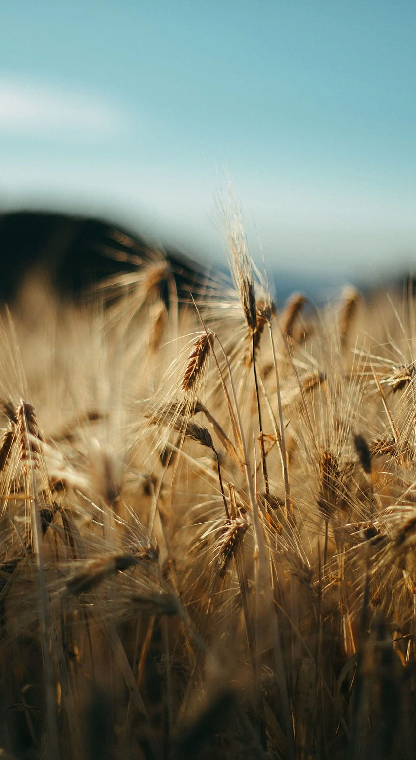Harvest, golden wheat, farm, . Nature , Landscape graphy, Artsy HD phone wallpaper