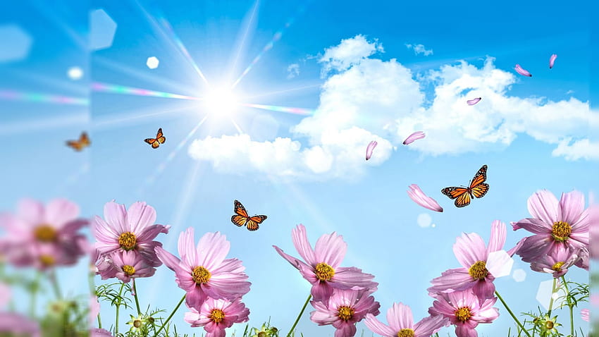 Summer Pink Flowers - , High Definition, High Quality, . Spring , Summer , Butterfly HD wallpaper