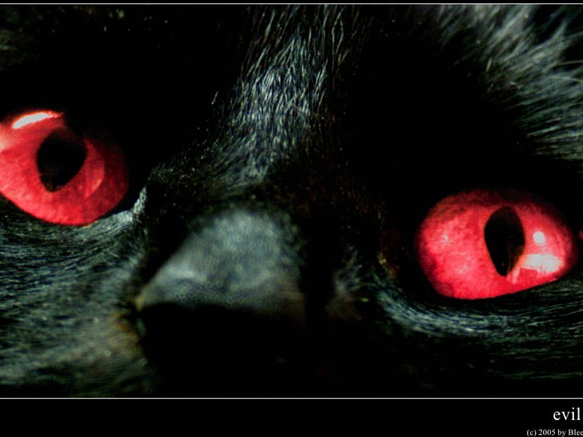 Mata Jahat, mata, merah Wallpaper HD
