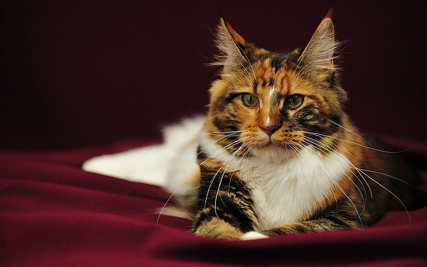 Tricolor Maine Coon (or Maine Coon): \