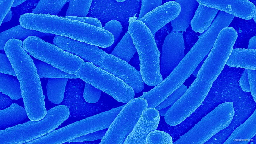Bakteri, Mikroorganisme Wallpaper HD