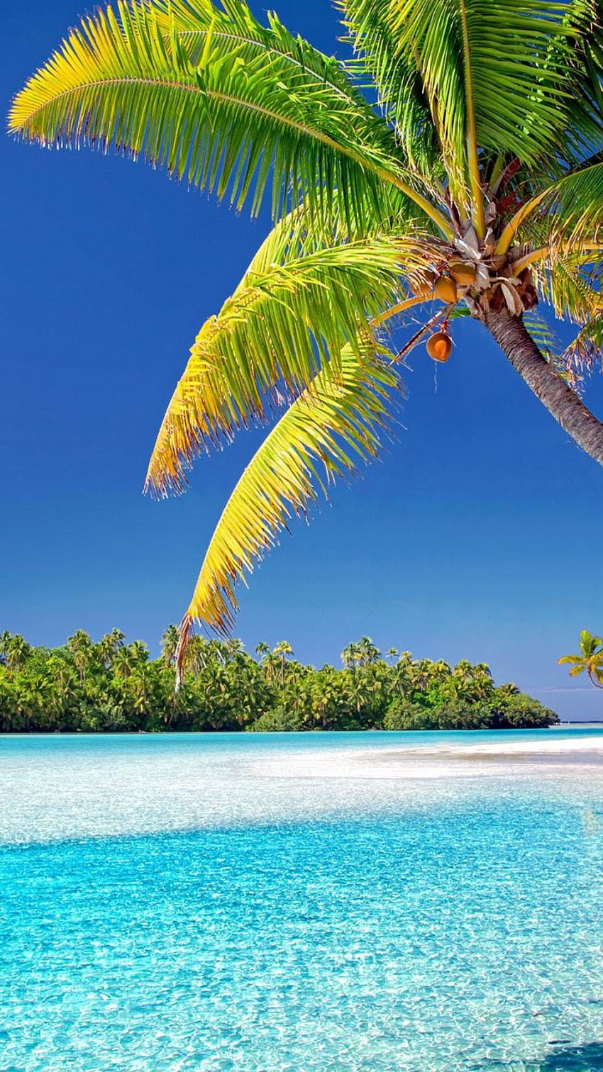 Cook islands, beach, sunny day HD phone wallpaper