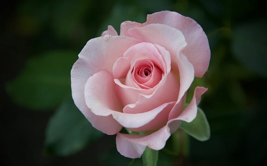 Rose, pink, macro, flower HD wallpaper | Pxfuel