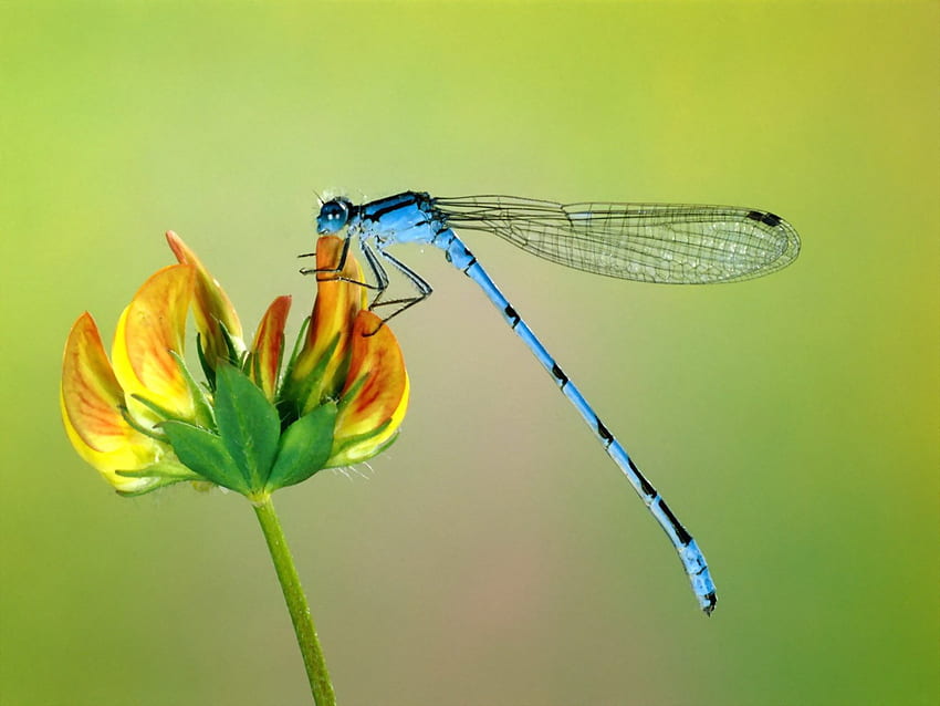 Dragonfly and Background, Dragonfly Art HD wallpaper | Pxfuel