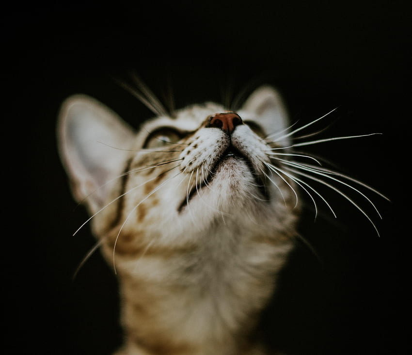 Animals, Cat, Kitty, Kitten, Muzzle, Blur, Smooth, Nose HD wallpaper