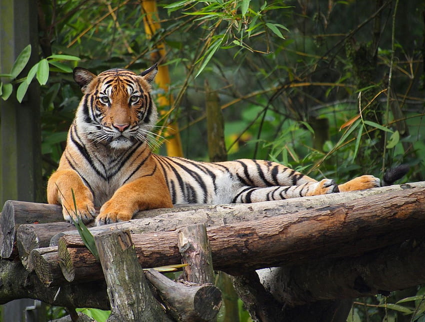 Tigre malese, tigrul, semet, frumos, mamaiezia Sfondo HD