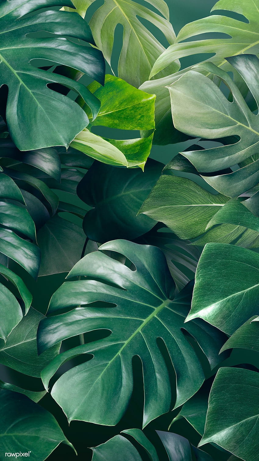 Premium of Green monstera leaves background design resource by Adjima about  iphone , phone , aesthetic, android , and. Green aesthetic, Green leaf  background, Leaf background HD phone wallpaper | Pxfuel