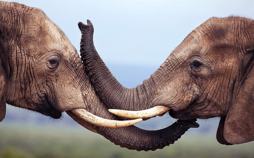 Elephants, animals, love, wild, Africa HD wallpaper