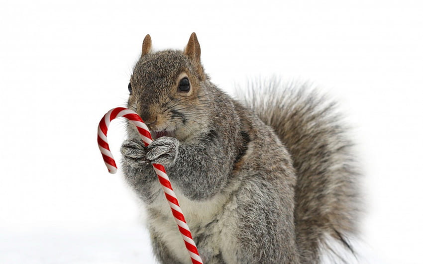 Squirrel, animal, white, christmas, red, cute, candy HD wallpaper
