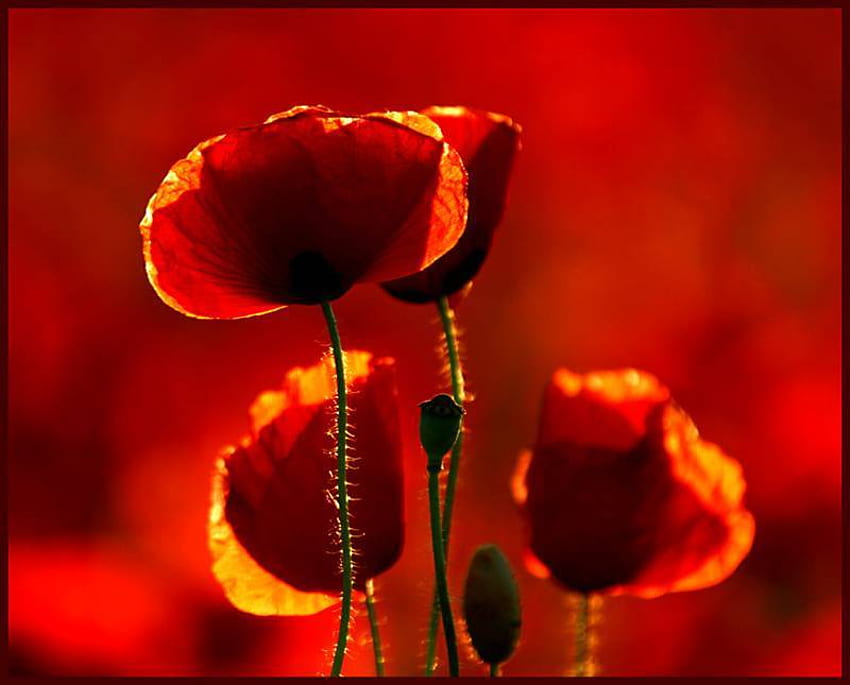 Mohn, Feld, Rot, Blume HD-Hintergrundbild