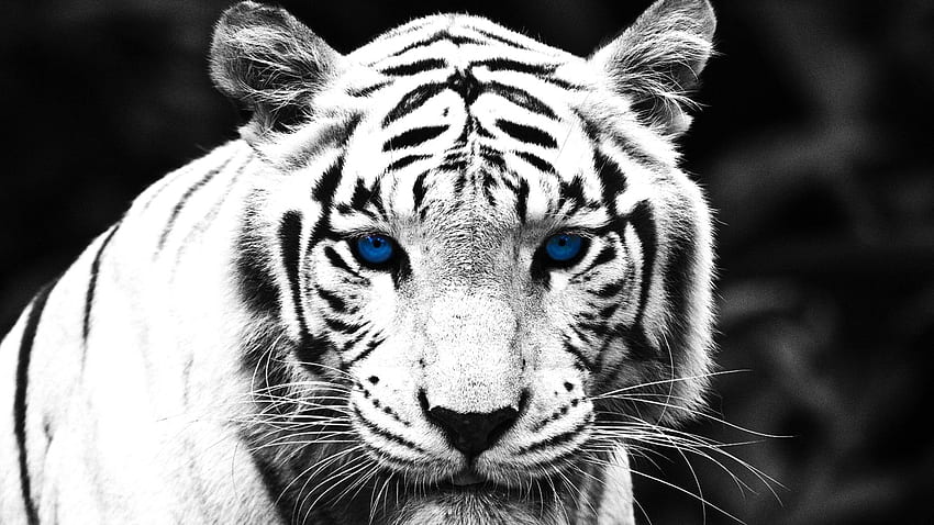 Nama & Ide Bisnis - Alter, White Bengal Tiger Wallpaper HD