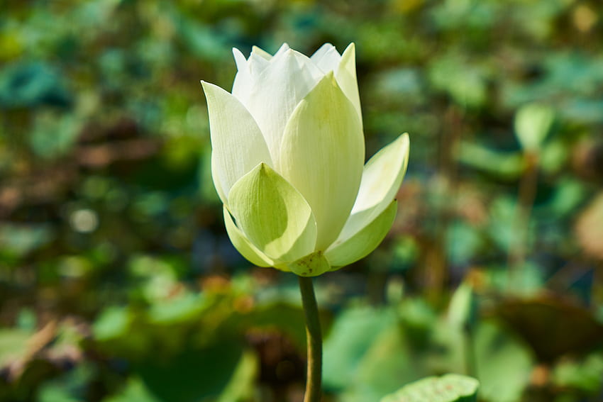 Lotus blanc, fleur, bourgeon Fond d'écran HD