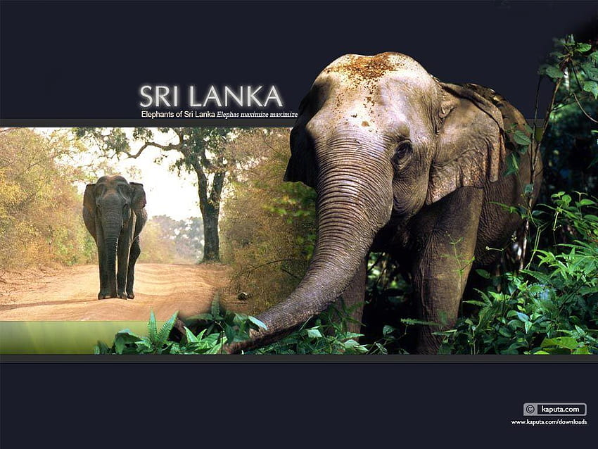 Шри Ланка, слон от Шри Ланка HD тапет