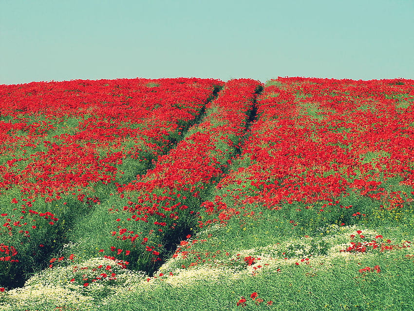 Poppies Waktu, bunga poppy, waktu, bidang, merah Wallpaper HD