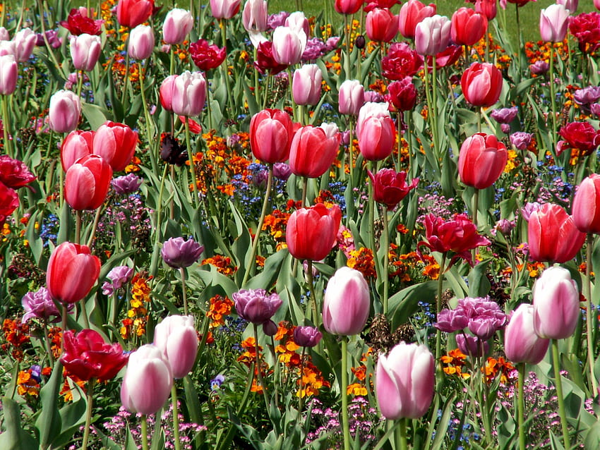 Flowers, Tulips, Flower Bed, Flowerbed, Spring, Mood HD wallpaper | Pxfuel