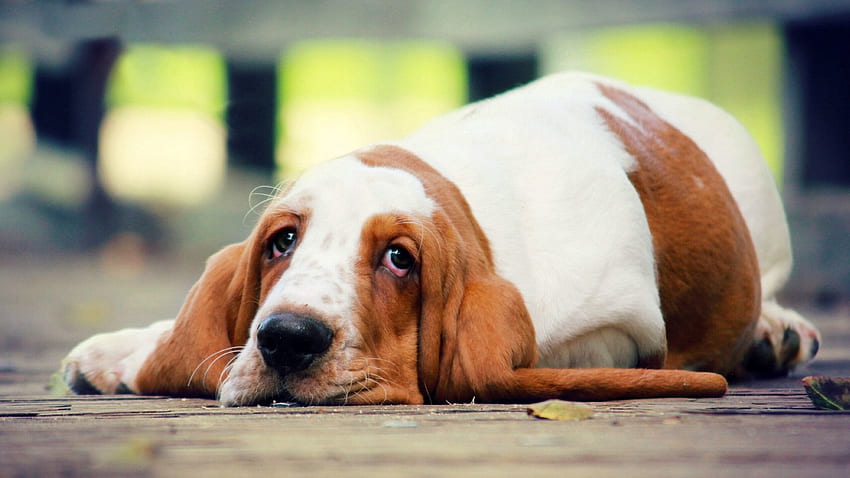 สัตว์, การโกหก, สุนัข, สายตา, ความคิดเห็น, Basset วอลล์เปเปอร์ HD