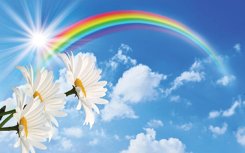 mural langit biru dengan pelangi dan bunga, Rainbow Daisy Wallpaper HD