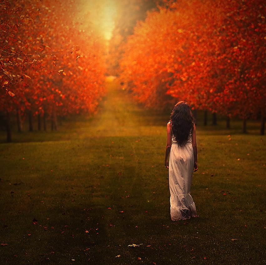 promenade en automne pour tamara012, lumière, automne, promenade, nature, orange, forêt Fond d'écran HD