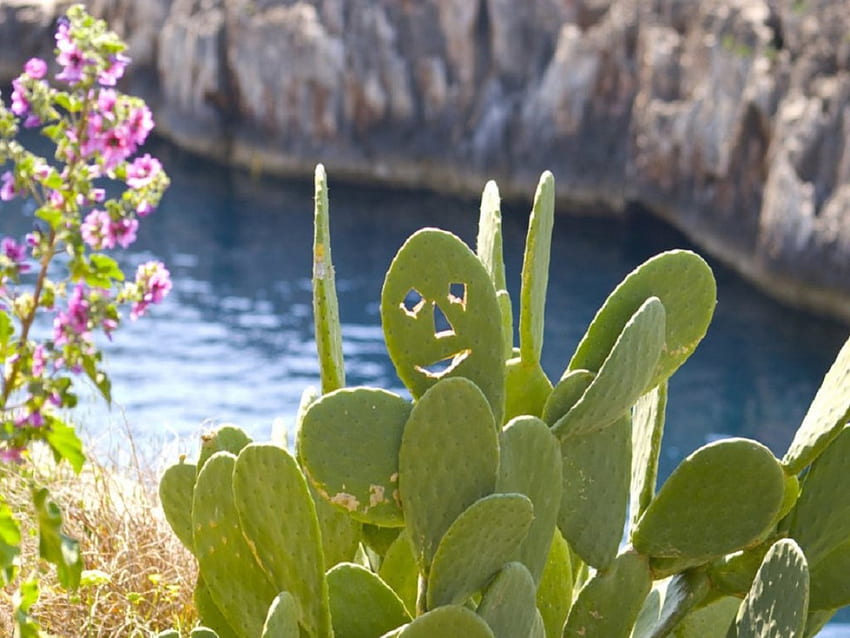 Sonrisa, planta, flores, agua, rocas, cactus. fondo de pantalla