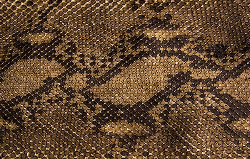 snakes, texture, scales, leather for , section текстуры HD wallpaper