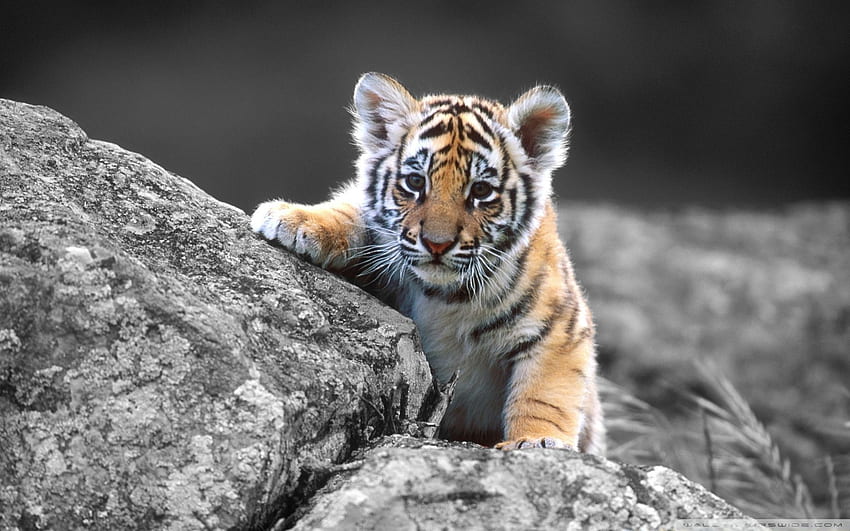 Cute animal Gallery. Beautiful and Interesting, Adorable Animal HD ...