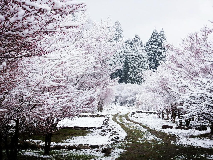 Quando nevica fiorisce. Folla proveniente da fiori di ciliegio, albero